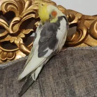 گمشده
