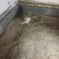 1550|پرنده|مشهد, علی آباد|دیوار