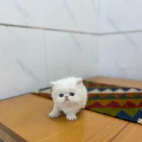 پرشین دوماهه چشم آبی