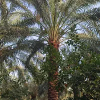 خرما کده ۱ تن موجود هست قیمت هم ۲۲ هزار تومان