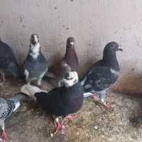 کبوتر دورگ|پرنده|سرخنکلاته, |دیوار