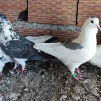 فروش تعدادی کبوتر در قایمشهر|پرنده|قائم‌شهر, |دیوار