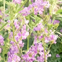 بذر یونجه پایه بلند