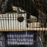 عروس هلندی ماشین جوجه کشی|پرنده|پاکدشت, پاکدشت (مامازند)|دیوار