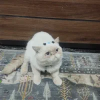 گربه نر پرشین رد پوینت
