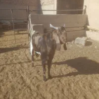 بز.بزغاله.گوسفند.بره.دوبر|حیوانات مزرعه|اصفهان, محمودآباد|دیوار