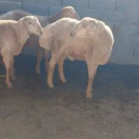 تعداد۳ عددبره نربفروش میرسد|حیوانات مزرعه|تربت جام, شهرک معلم|دیوار