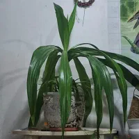 گل ذرتی|گل و گیاه طبیعی|کوار, |دیوار