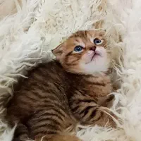 اسکاتیش های اصیل|گربه|مشهد, امیریه|دیوار