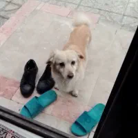 سگ گمشده|حیوانات|شیروان (خراسان), |دیوار