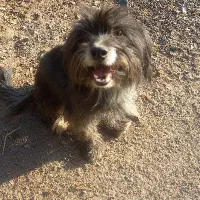 واگذاری شیتزو