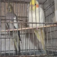 ۴ عدد عروس هلندی