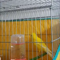 قناری طلایی|پرنده|بهبهان, |دیوار