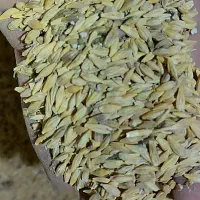 فروش جو محلی