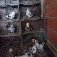 کبوتر ب شرط و ضمانت