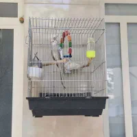 قفس پرنده