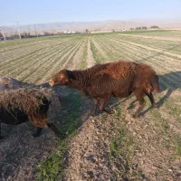 قوچ ،بره ،میش