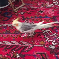 عروس هلندی زیبا و فول اهلی|پرنده|تبریز, |دیوار