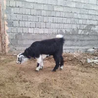 فروش بز غاله ماده