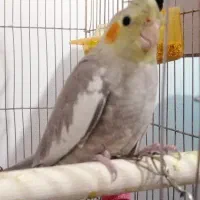 عروس هلندی، مرغ عشق|پرنده|مشهد, سیلو|دیوار