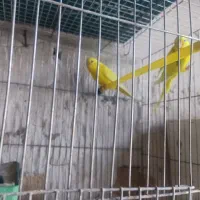 مرغ عشق|پرنده|تبریز, |دیوار