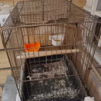 قفس۱۰۳۲عروس هلندی وطوطی فروشی