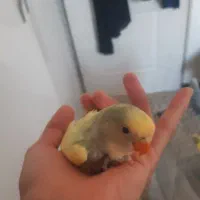 طوطی برزیلی