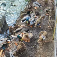 فروش اردک پروازی