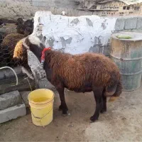 بره قوچ غزل افشار