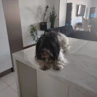 سگ یک ساله باهوش شیتزو|سگ|فردیس, قریشی|دیوار