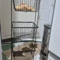 سبد سیب وپیاز|ظروف نگهدارنده، پلاستیکی، یکبارمصرف|مشهد, گوهرشاد|دیوار