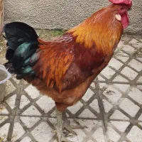 مرغ تخمگذار و خروس