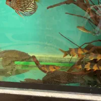 اکواریوم|ماهی|مشهد, هفده شهریور|دیوار