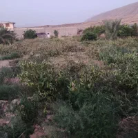 باغ انجیر نو نهال|فروش زمین و ملک کلنگی|شیراز, گلکوب|دیوار