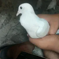 کفتر|پرنده|ساربوک, |دیوار