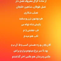 واگذاری یک جفت توله نر از ماده کژال معروف نصل دار|سگ|کرمانشاه, |دیوار