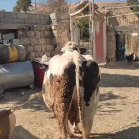 گاو شیری|حیوانات مزرعه|شاهیوند, |دیوار