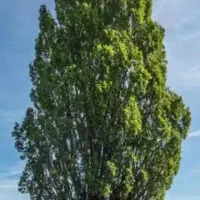 باغبانی|خدمات باغبانی و درختکاری|تهران, پامنار|دیوار