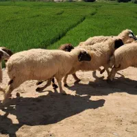 گوسفند