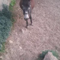 الاغ ارام باری