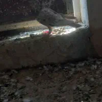 کبوتر|پرنده|شیراز, نصرآباد|دیوار