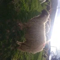 قوچ سنجابی ۳ شیره اصیل