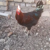 خروس سیاه