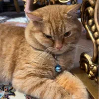 واگذاری گربه بریتیش نر