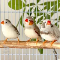 فنچ ومرغ عشق
