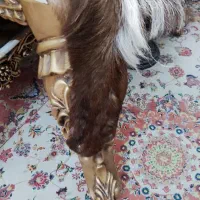 پوست طبیعی بز|صنایع دستی و سایر لوازم تزئینی|تبریز, |دیوار