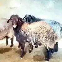 گوسفند قوچ بره نر هترو افشاری همو میش دوقلوزا بز