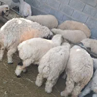 بره و کاور چاق و سرحال