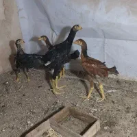 جوجه لاری نسل دارواصیل چهارماهه