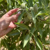 طرح-عمان-بهترین-موقعیت-3-جریب